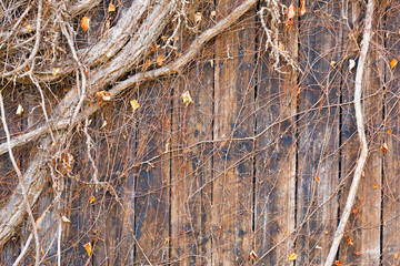 wooden planks covered by branch of woodbine
