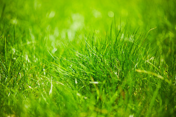 grass background, sunny day