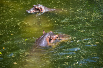 Hippos in the pond in the wild during the day about sunlight