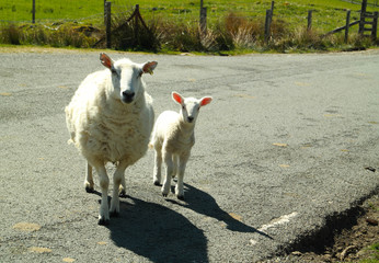 Mutterschaf mit Lamm