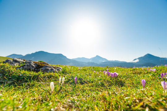 wild crocos in purple and white on famous Mountain Heuberg with snow covered Alps in the background