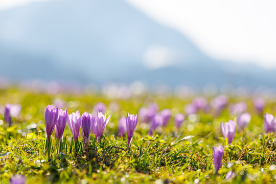 close up on wild crocos in purple and white on famous Mountain Heuberg with snow covered Alps in the background