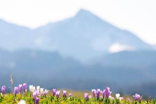 close up on wild crocos in purple and white on famous Mountain Heuberg with snow covered Alps in the background
