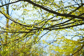 spring park