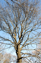 The spreading branches of leafless hibernating trees in winter against blue sky.