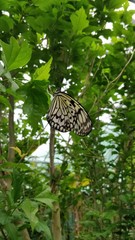 butterfly