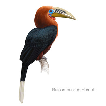 Rufous Necked Hornbill Hand Drawn Vector Illustration