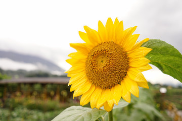 Obraz premium Beautiful sun flower in field on a sunny day