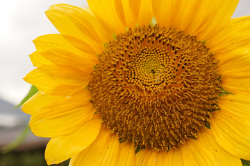 Beautiful sun flower in field on a sunny day