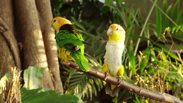 Two beautiful parrots are sitting on a branch. One parrot poops