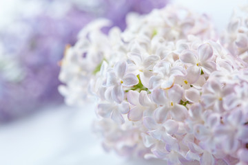 nice lilac closeup