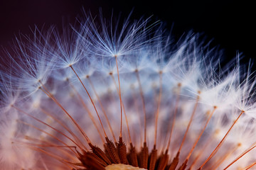 white fluffy dandelion flower head with light little seeds on dark background