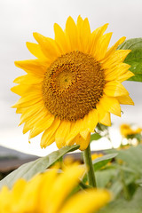 Obraz premium Beautiful sun flower in field on a sunny day