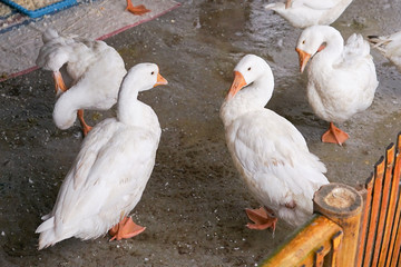 Obraz premium White duck on a cattle ranch farm.