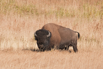American bison, bison, bison bison, american buffalo, buffalo