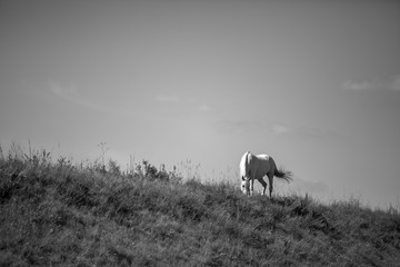 horses, horse, horses, landscape, field, nature, river, summer, animals, black and white, herd