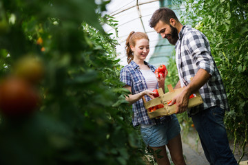 Two people collect pick up the harvest of tomato in greenhouse