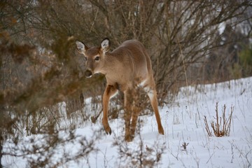 deer in winter forest