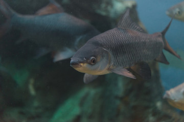 Fototapeta premium Fish : Mahseer barb (Neolissochilus stracheyi)