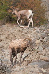 Naklejka na ściany i meble bighorn sheep, ovis canadensis