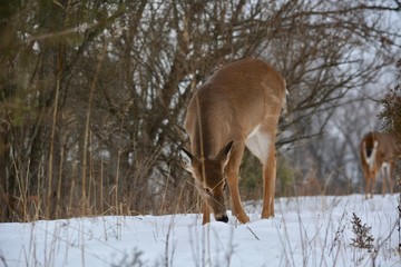 Obraz premium deer in winter forest