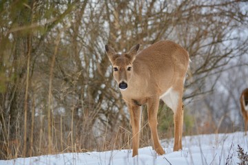 deer in winter forest