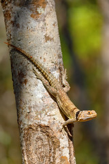 Oplurus cuvieri, known as the collared iguanid lizard, or Madagascan collared iguana. Ankarafantsika National Park, Madagascar wildlife and wilderness