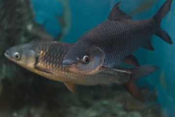 Fish : Mahseer barb (Neolissochilus stracheyi)