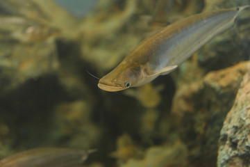 Whisker sheatfish in water,Micronema bleekwri