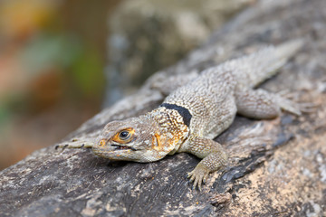 Oplurus cuvieri, known as the collared iguanid lizard, or Madagascan collared iguana. Ankarafantsika National Park, Madagascar wildlife and wilderness