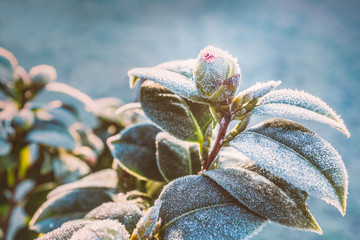 Camellia plant bud and leaves on a frost cold morning in winter