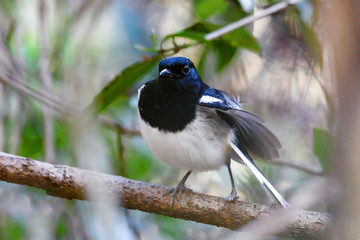 bird Madagascar Magpie Robin, Copsychus albospecularis, perched on a twig against a green natural background. Ankarafantsika National Park, Madagascar wildlife