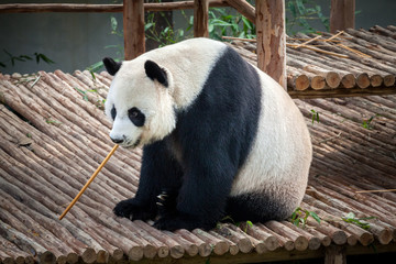 Cute panda is playing.