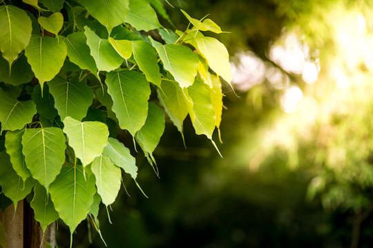 green bodhi leaves with sunset