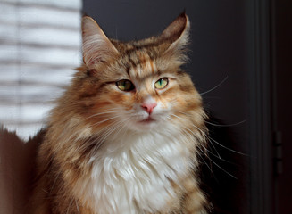 A portrait of a beautiful norwegian forest cat female