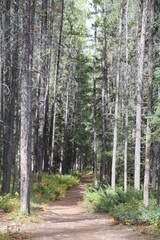 Trail In The Forest, Jasper National Park, Alberta