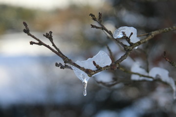 Icy Branch with Ice