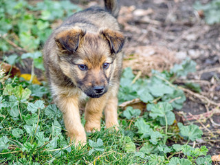 A small puppy strolls in the garden among the green grass_