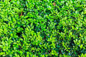 The Green Creeper Plant on a Wall