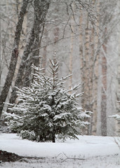 Small spruces in snow fall