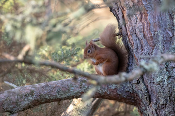 Naklejka na ściany i meble red squirrel, Sciurus vulgaris, close up while moving and eating nuts on a birch branch with lichen in Scotland during winter.