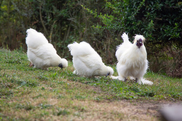 fluffy white hens walk on the green lawn in nature
