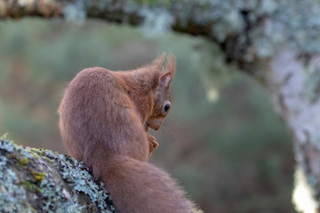 red squirrel, Sciurus vulgaris, close up while moving and eating nuts on a birch branch with lichen in Scotland during winter.