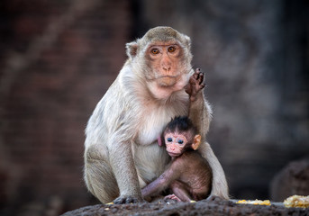 Monkey family .