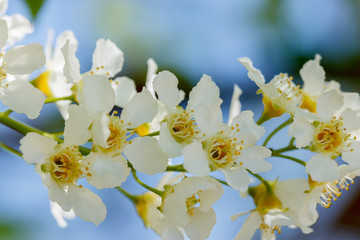 Cherry flowers close-up branch outdoors - image
