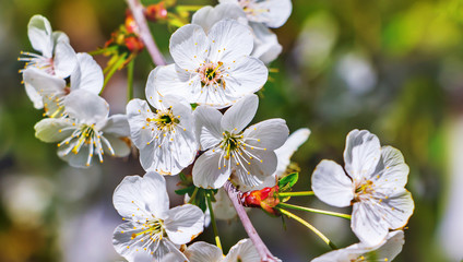 Naklejka na ściany i meble White flowers of cherry in sunny weather on the background of the garden_