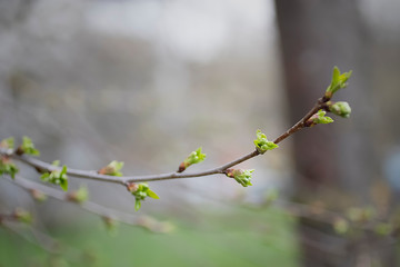 A branch of a tree with young green leaves. Concept of spring, growth and awakening.