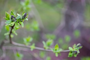 A branch of a tree with young green leaves. Concept of spring, growth and awakening.