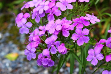 上高地の紫の花