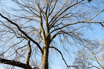 The spreading branches of leafless hibernating trees in winter against blue sky.